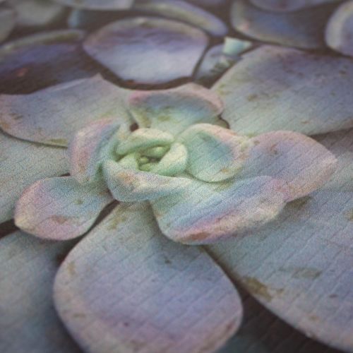  Chef Gear Ethereal Succulents Gelness Kitchen Mat 18 in. x 30 in. in,