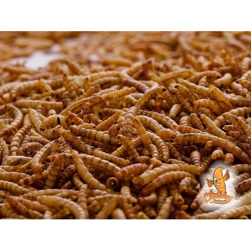  Chubby Mealworms Bulk Dried Mealworms for Wild Birds, Chickens etc.