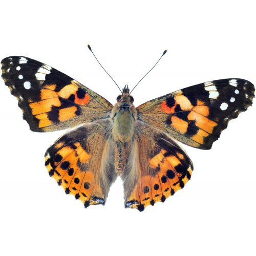  [아마존베스트]Clearwater Butterfly Company 5 Live Caterpillars to Grow Painted Lady Butterflies Kit w/ Butterfly Cage - Ready to Ship Now