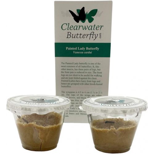  [아마존베스트]Clearwater Butterfly Company 10 Live Caterpillars to Grow Painted Lady Butterflies Kit - Ready to Ship Now