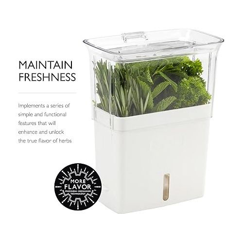  COLE & MASON Fresh Herb Keeper, Container, Clear