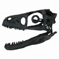 Collectibles Stunning Raptor dinosaur skull - Bambiraptor fossil replica