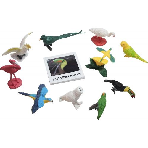  Curious Minds Busy Bags Montessori Tropical Bird Animal Match - Miniature Exotic Bird Animal Toy Figurines with Matching Cards Preschool Matching Game