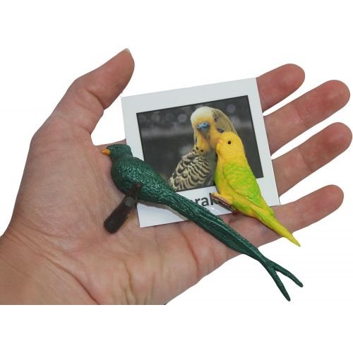  Curious Minds Busy Bags Montessori Tropical Bird Animal Match - Miniature Exotic Bird Animal Toy Figurines with Matching Cards Preschool Matching Game