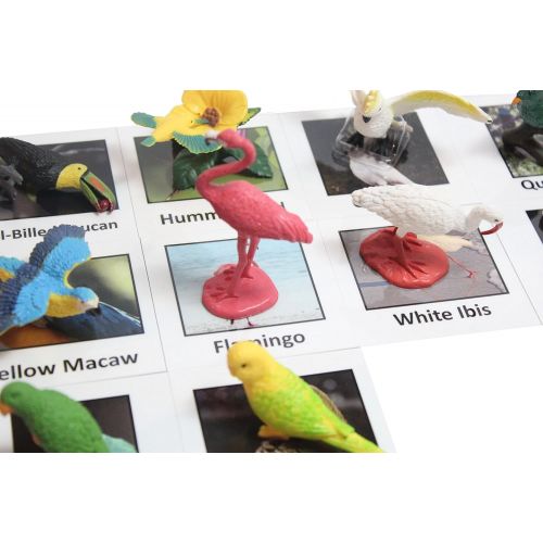  Curious Minds Busy Bags Montessori Tropical Bird Animal Match - Miniature Exotic Bird Animal Toy Figurines with Matching Cards Preschool Matching Game