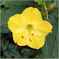 DIYLandscaping Yellow Four O Clock (Mirabilis jalapa) Non-GMO Seeds + FREE Shipping