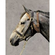 Dover Saddlery Weaver Leather® Miracle Collar®