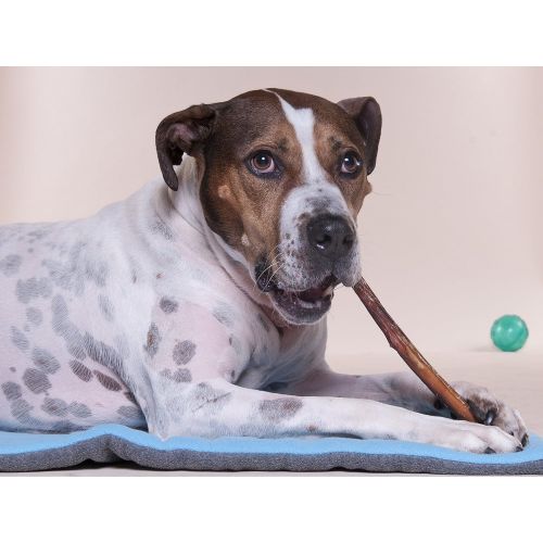  [아마존 핫딜]  [아마존핫딜]Downtown Pet Supply 6 and 12 inch Premium All Natural Beef Bully Sticks, Jumbo Extra Thick Dog Dental Chew Treats - No Grain, High in Protein, Low in Fat