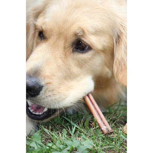  Downtown Pet Supply 6 Bully Sticks - Free Range Standard Regular Thick Select 6 inch Dog Dental Chew Treats, USDA/FDA Approved