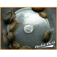 Dubi Deli Dubia Roaches: Extra Large (1.25) - 109 grams (average count 100)