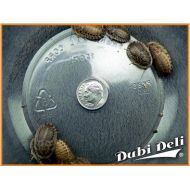 Dubi Deli Dubia Roaches: Large (1) - 74 Grams (Average Count 100)