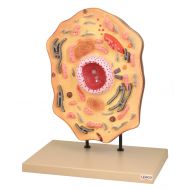 EISCO Plastic Animal Cell Model, Enlarged 20,000x