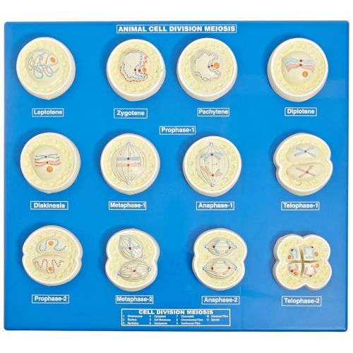  EISCO Animal Cell Division Mitosis Model