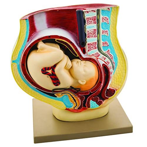  EISCO Human Pregnancy Pelvis Model with Removable Fetus, 42cm Length x 23cm Width x 42 cm Height, Hand Painted