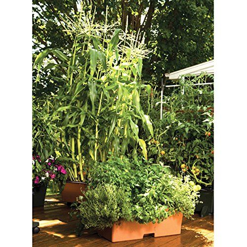  EarthBox Container Gardening System - Terra