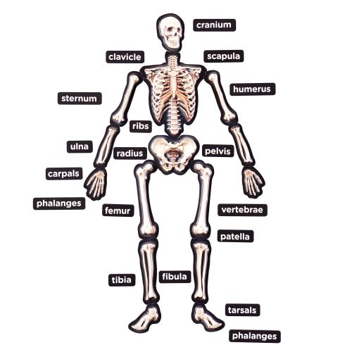  Educational Insights 3-D Magnetic Demonstration Skeleton by EDUCATIONAL INSIGHTS