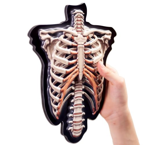  Educational Insights 3-D Magnetic Demonstration Skeleton by EDUCATIONAL INSIGHTS