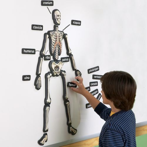  Educational Insights 3-D Magnetic Demonstration Skeleton by EDUCATIONAL INSIGHTS