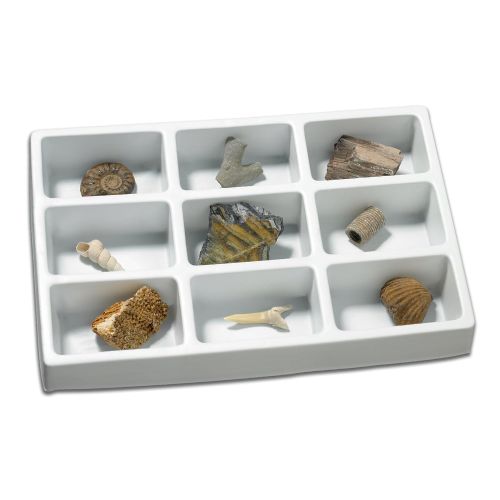  Educational Insights Fossil Collection