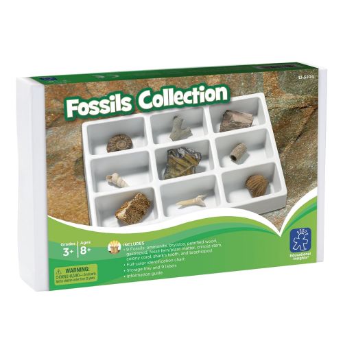  Educational Insights Fossil Collection