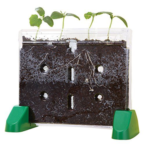  Educational Insights Sprout & Grow Window