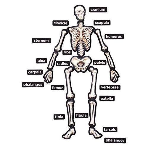  Educational Insights 3-D Magnetic Demonstration Skeleton