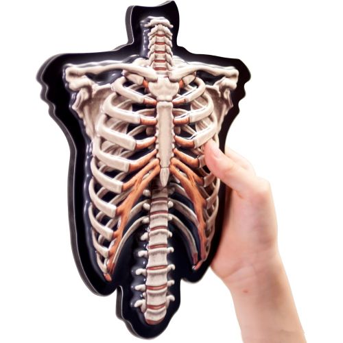  Educational Insights 3-D Magnetic Demonstration Skeleton