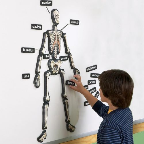  Educational Insights 3-D Magnetic Demonstration Skeleton