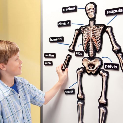  Educational Insights 3-D Magnetic Demonstration Skeleton