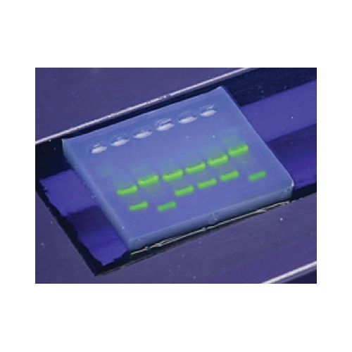  SYBR Safe DNA Stain, 10,000 X