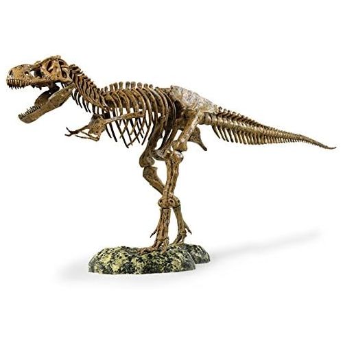  Elenco Edu-Toys T-Rex Skeleton 36 Scale Replica Model | Assemble & Display | Start Your Own Dinosaur Museum | True To Life Skeleton