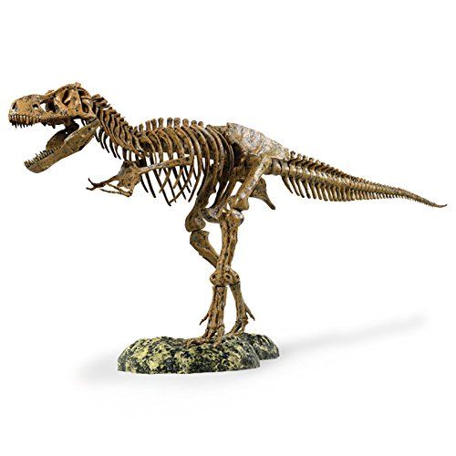  Elenco Edu-Toys T-Rex Skeleton 36 Scale Replica Model | Assemble & Display | Start Your Own Dinosaur Museum | True To Life Skeleton