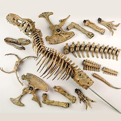  Elenco Edu-Toys T-Rex Skeleton 36 Scale Replica Model | Assemble & Display | Start Your Own Dinosaur Museum | True To Life Skeleton