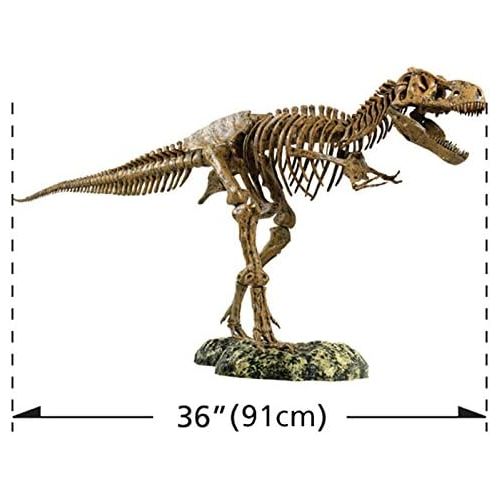  Elenco Edu-Toys T-Rex Skeleton 36 Scale Replica Model | Assemble & Display | Start Your Own Dinosaur Museum | True To Life Skeleton