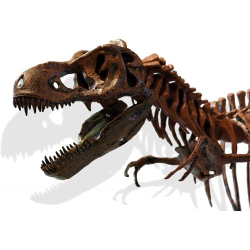  Elenco Edu-Toys T-Rex Skeleton 36 Scale Replica Model | Assemble & Display | Start Your Own Dinosaur Museum | True To Life Skeleton