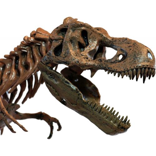  Elenco Edu-Toys T-Rex Skeleton 36 Scale Replica Model | Assemble & Display | Start Your Own Dinosaur Museum | True To Life Skeleton