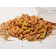 Elliots Butterworms Elliots Jumbo Butterworms Live Butter Worms for Reptile Food and Fishing Bait (100 count)