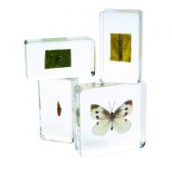 Excellerations ACLIFE Acrylic Life Cycle Specimens (Pack of 4)