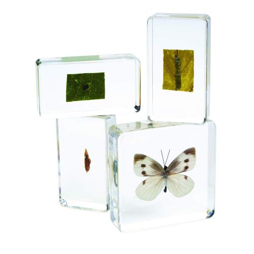  Excellerations ACLIFE Acrylic Life Cycle Specimens (Pack of 4)