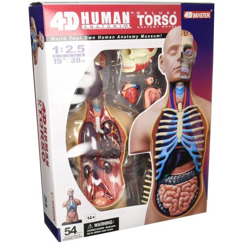  Fame Master 4D Vision Deluxe Human Anatomy Torso Model