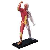 Fame Master Famemaster 4D-Vision Human Muscle And Skeleton Anatomy Model