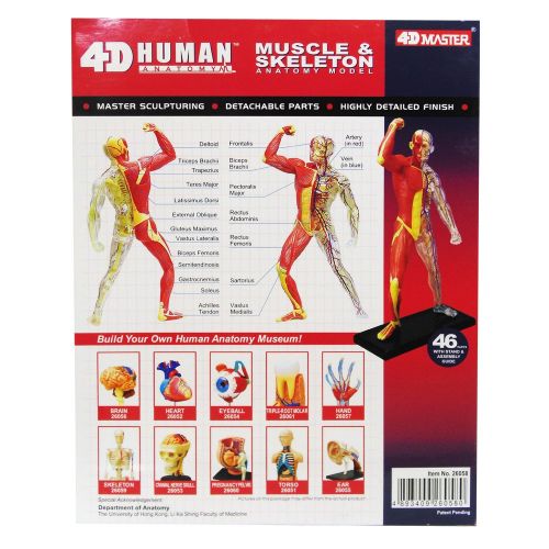  Fame Master Famemaster 4D-Vision Human Muscle And Skeleton Anatomy Model