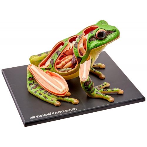  Fame Master 4D Vision Frog Anatomy Model