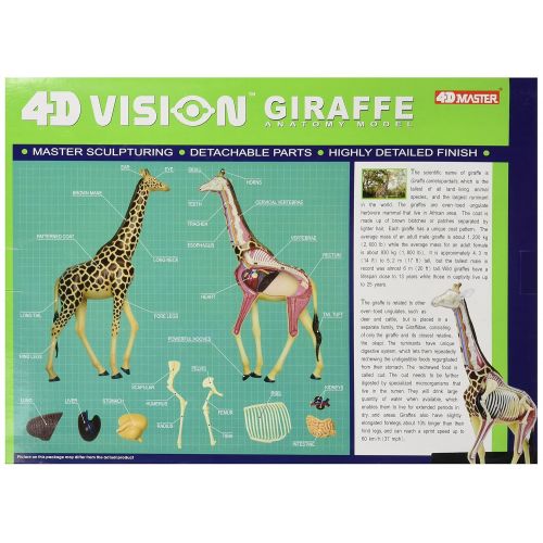  Fame Master Famemaster 4D Vision Giraffe Anatomy Model