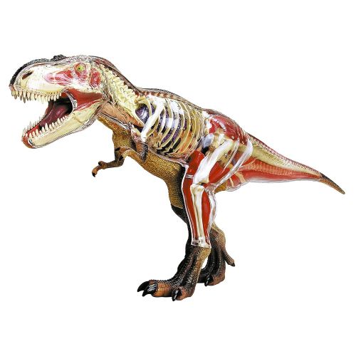  Fame Master 4D Vision Tyrannosaurus Rex Anatomy Model