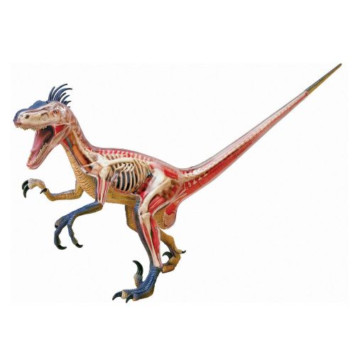  Fame Master 4D Vision Velociraptor Anatomy Modely