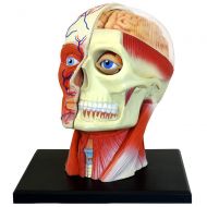 Fame Master 4D Vision Human Head Anatomy Model