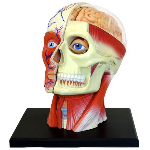  Fame Master 4D Vision Human Head Anatomy Model