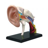 Fame Master Famemaster 4D-Vision Human Ear Anatomy Model