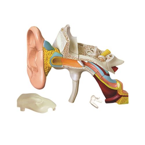  Fame Master Famemaster 4D-Vision Human Ear Anatomy Model